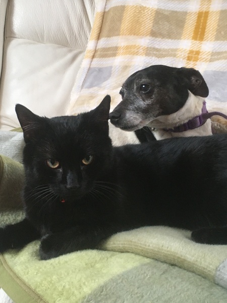 Beautiful pussies