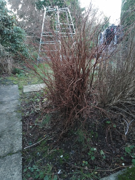 Potentilla and spiraea, but what type and therefore when to prune?