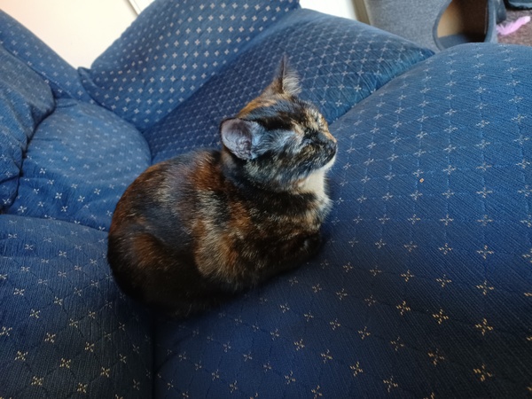 Spayed cat and no bodysuit?