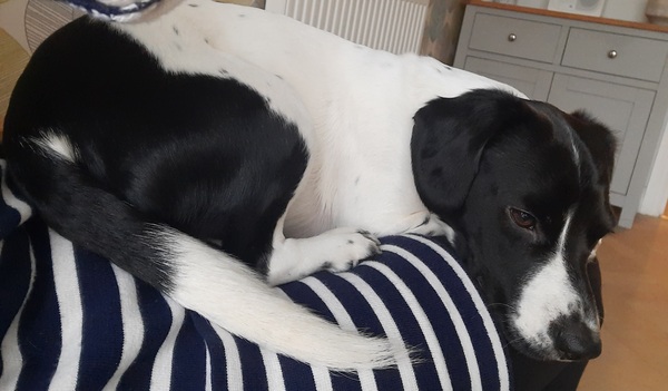 Feeling guilty about not walking the dog, just need someone to say he's fine please