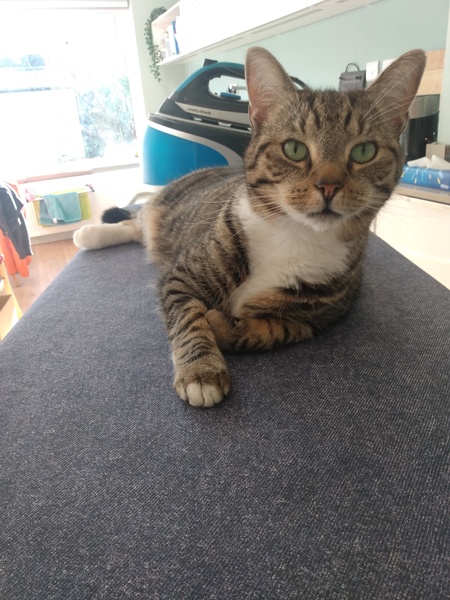 Ollie, Paws, friends and family