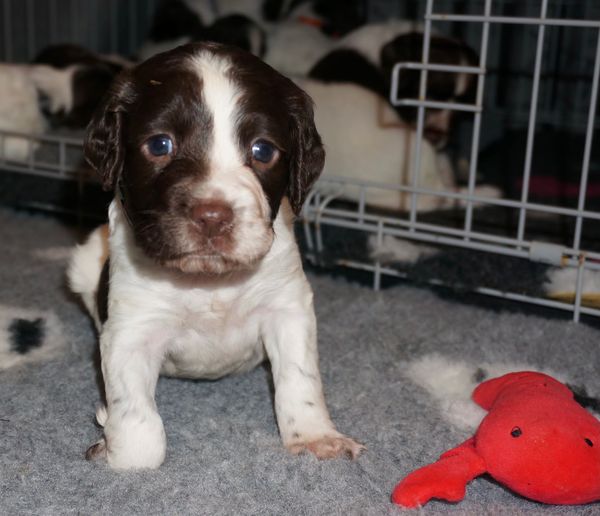 What was your number 1 puppy purchase?