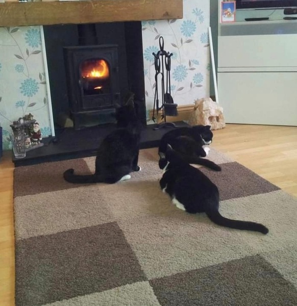 Log burger in living room - pros & cons? Safe for cats?