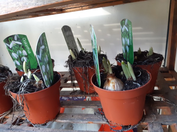 Planting out snowdrops