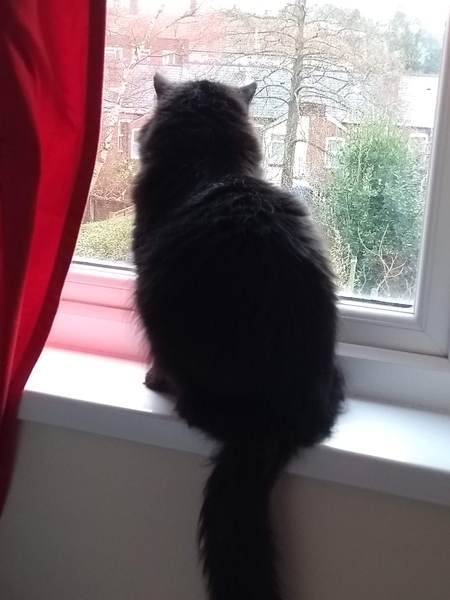I need your photos of cats looking out of windows.  And I need them now!