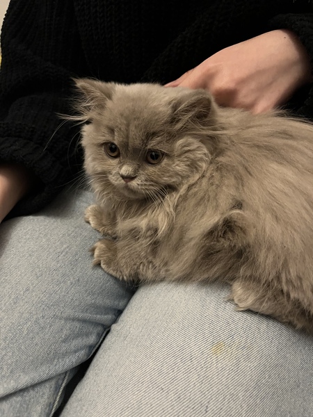 New fluffy kitten needs a name, photo!