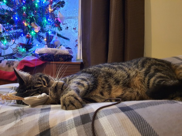 Show me your cats 🐈 😃