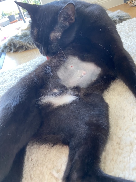 Spayed cat and no bodysuit?