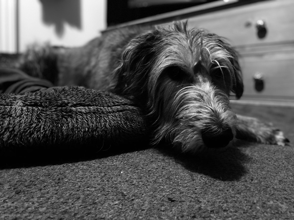 …to ask what’s the best dog name you’ve ever heard?