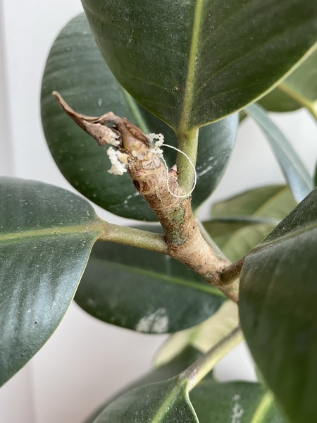 Can someone diagnose this plant problem?