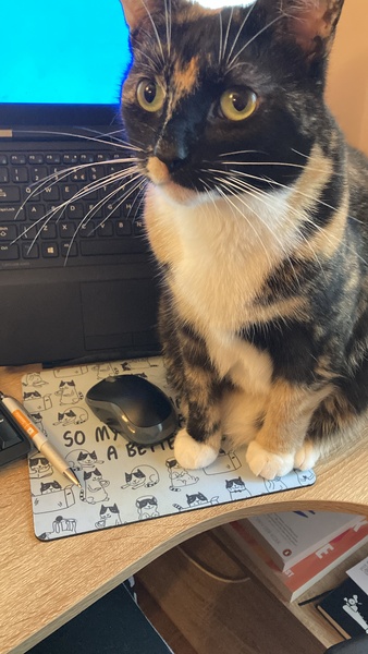 I need your photos of cats looking out of windows.  And I need them now!