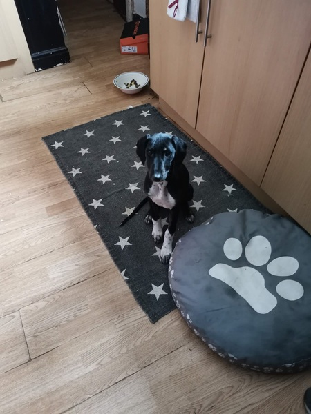 Italian Greyhound