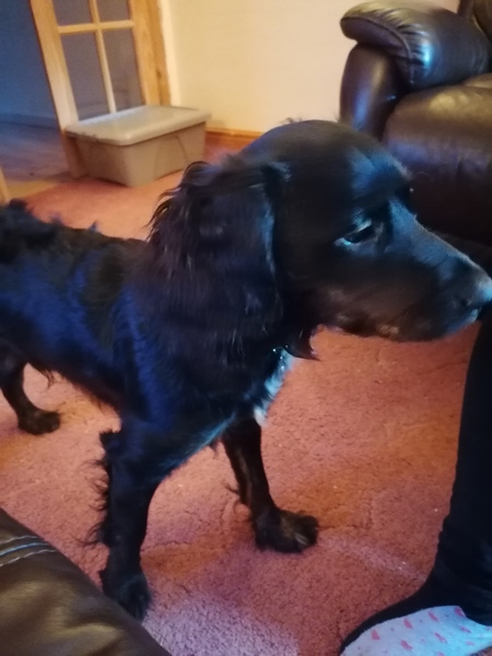 Talk to me about Cocker Spaniels...