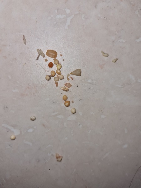 What are these??