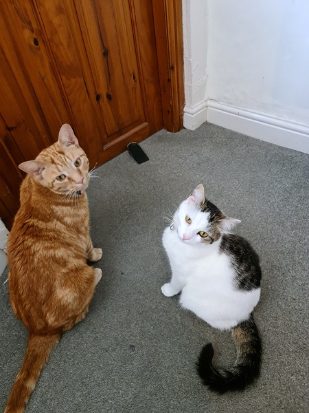 Beautiful pussies