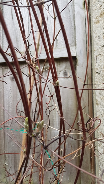 Pruning a clematis - John Paul II
