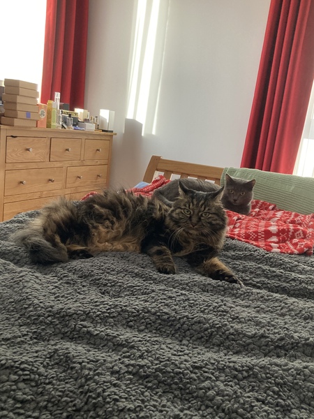 Beautiful pussies