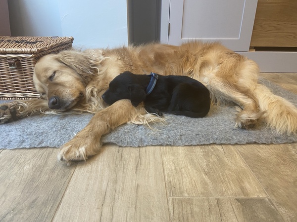 Puppy Survival Thread: surviving into 2022