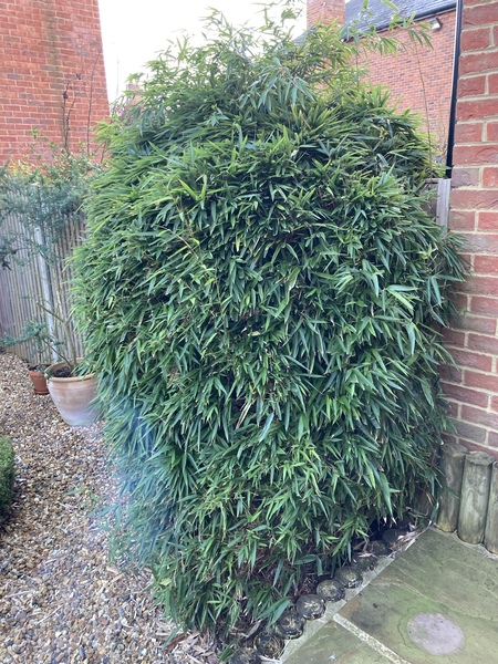 What have I inherited in my garden, and how do I look after it?