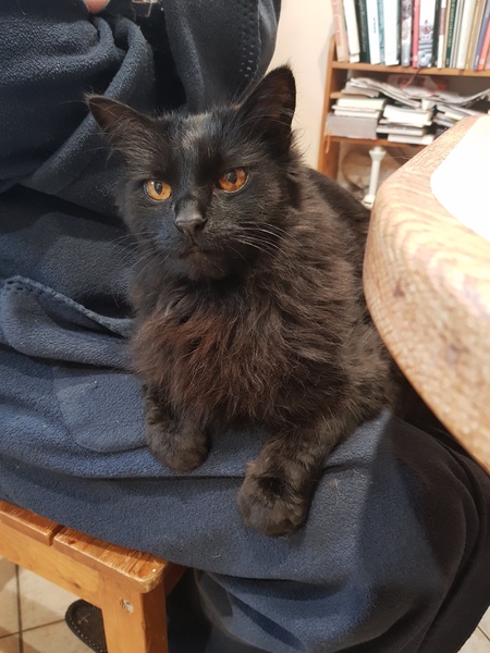 Ollie, Paws, friends and family