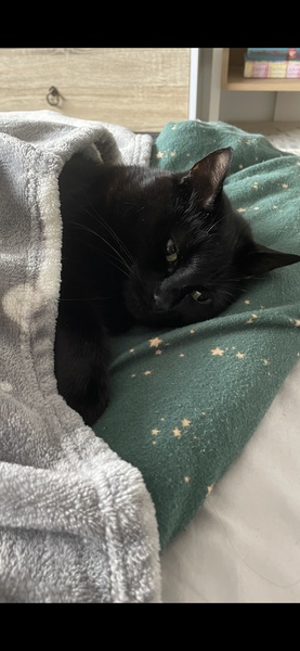 Show me your cats 🐈 😃