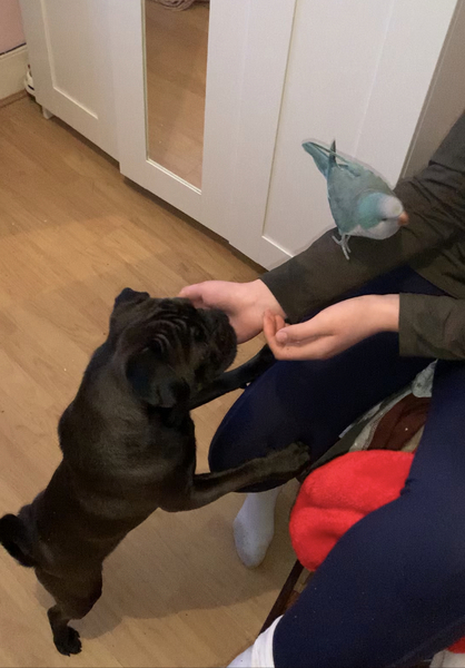 Dogs for beginners