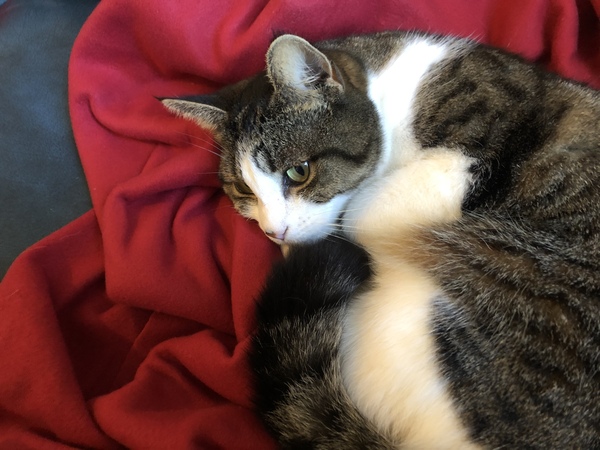 Can we have a ‘I love my beautiful cats’ thread?!