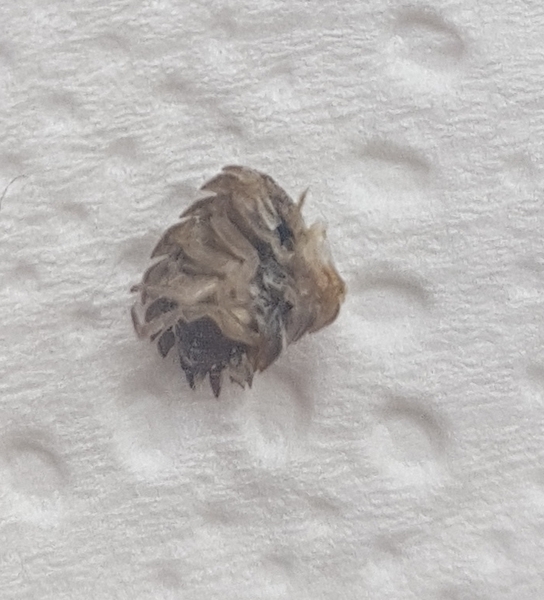 Can anyone identify this bug
