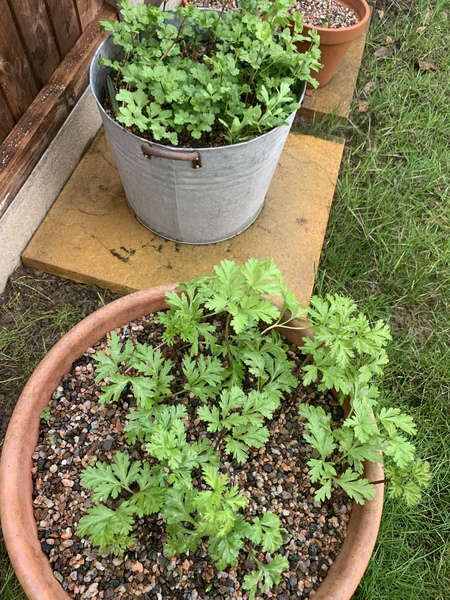 What’s this on top of my bulb pots?