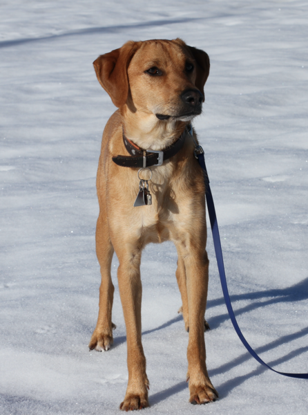 What breed(s) is my Italian rescue dog?