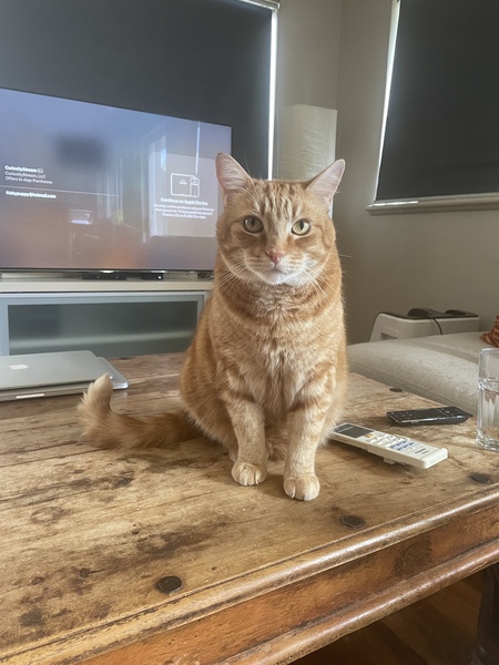 Can we have a ‘I love my beautiful cats’ thread?!