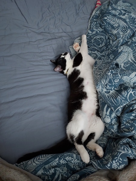 Becoming a lost cat's owner
