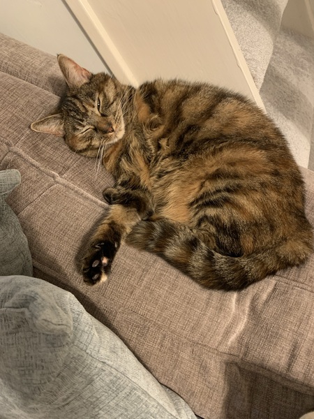 Can we have a ‘I love my beautiful cats’ thread?!