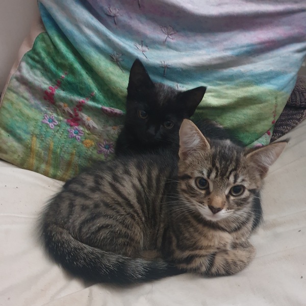 Litterbox refusal