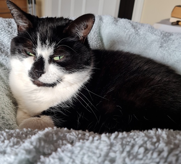 Can we have a ‘I love my beautiful cats’ thread?!