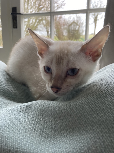 New kitten - so SHOUTY!