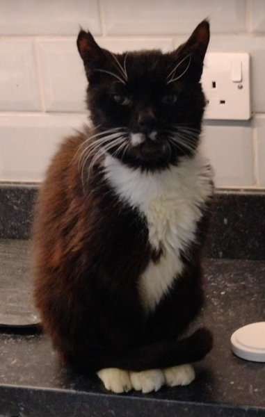 What has my cat done to his head?