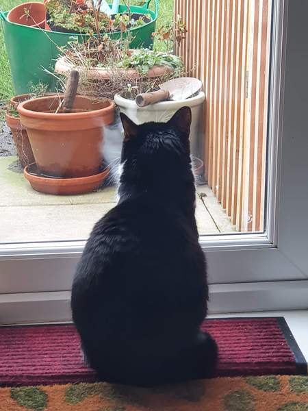 Show me your cats 🐈 😃