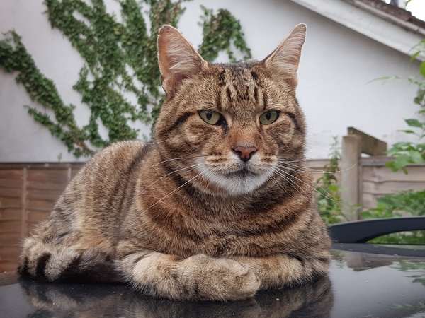 Thug cat part 4.  After all, it's not my Axminster.