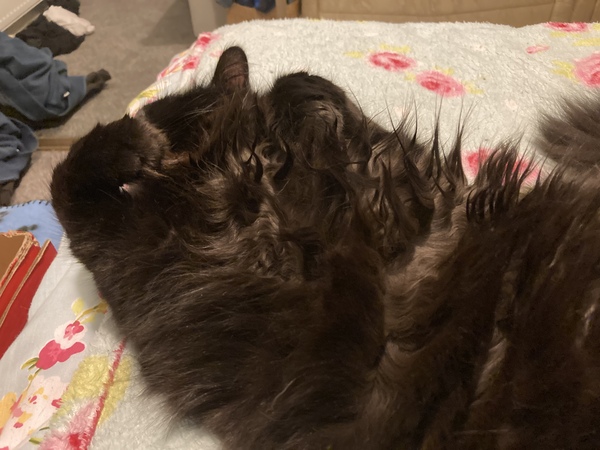 Chez Ollie - Free head boops for everyone