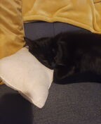 Cattery or cat sitter