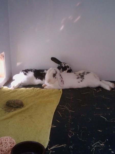Rabbits - indoors or outdoors?
