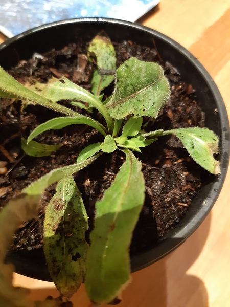 What have I dug up here?