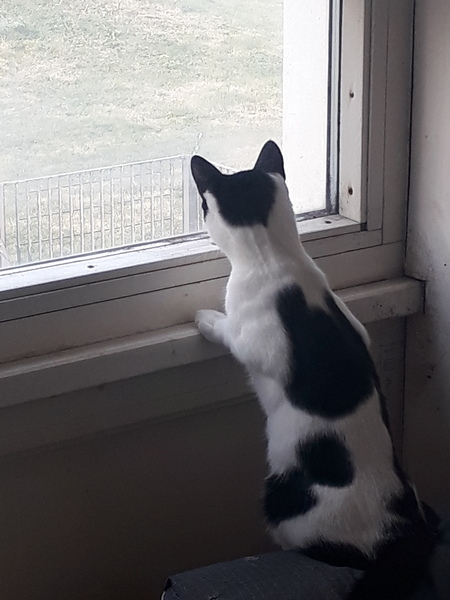 I need your photos of cats looking out of windows.  And I need them now!