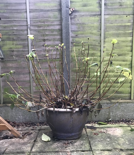 Hydrangea advice please