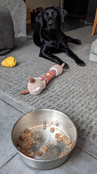 Puppy Survival Thread: surviving into 2022