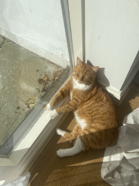 I need your photos of cats looking out of windows.  And I need them now!