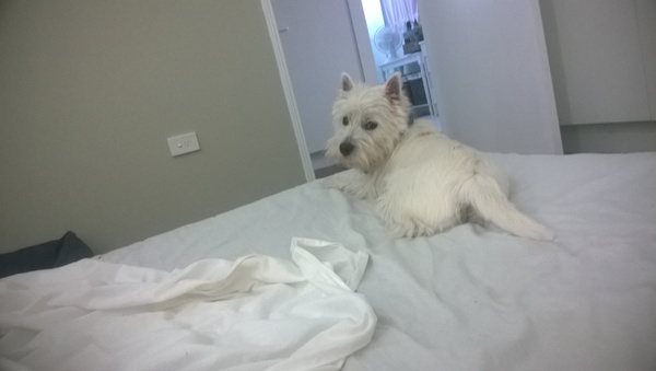 Best neutral paint for throughout house?