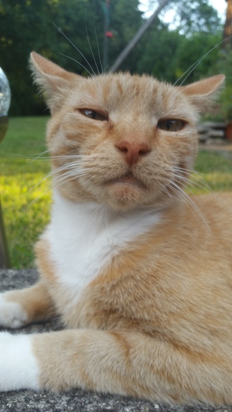 Can we have a ‘I love my beautiful cats’ thread?!
