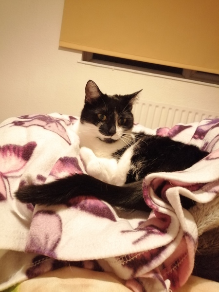 To wonder what your cat/s is called